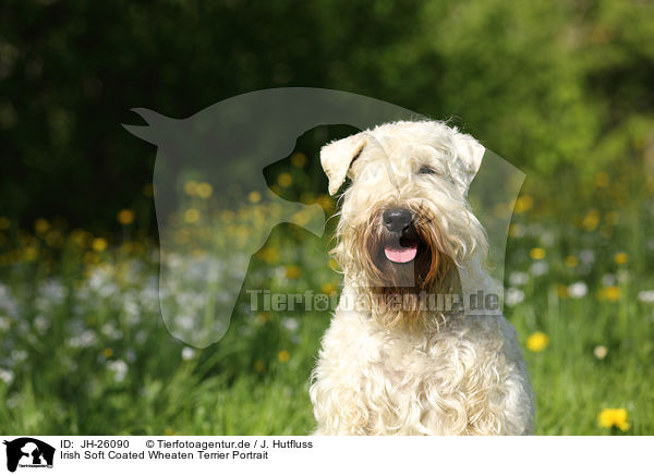 Irish Soft Coated Wheaten Terrier Portrait / JH-26090