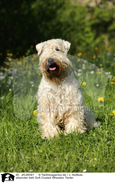 sitzender Irish Soft Coated Wheaten Terrier / JH-26091