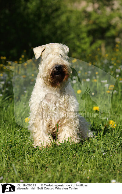 sitzender Irish Soft Coated Wheaten Terrier / JH-26092