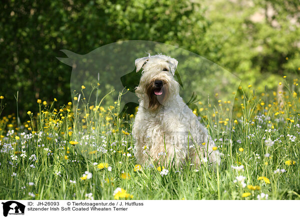 sitzender Irish Soft Coated Wheaten Terrier / JH-26093