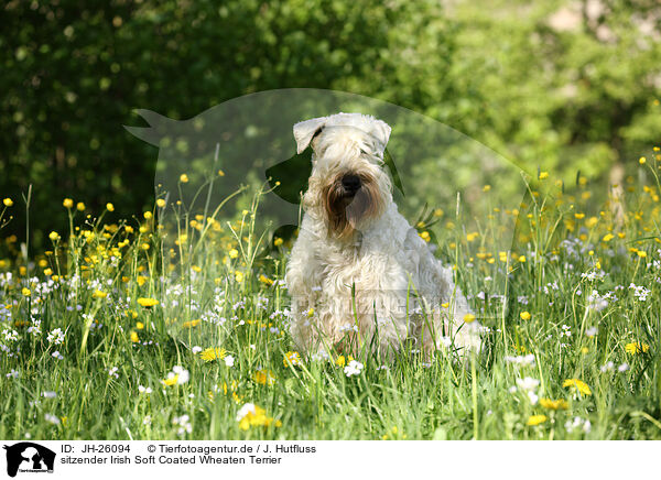 sitzender Irish Soft Coated Wheaten Terrier / JH-26094