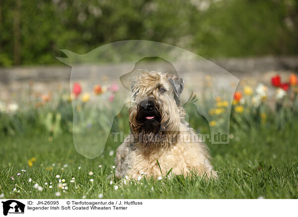 liegender Irish Soft Coated Wheaten Terrier / JH-26095