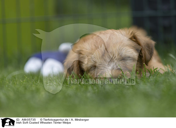 Irish Soft Coated Wheaten Terrier Welpe / AM-05735