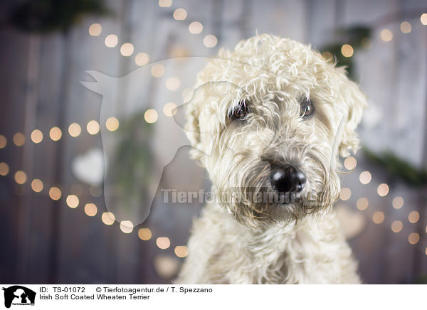 Irish Soft Coated Wheaten Terrier / TS-01072