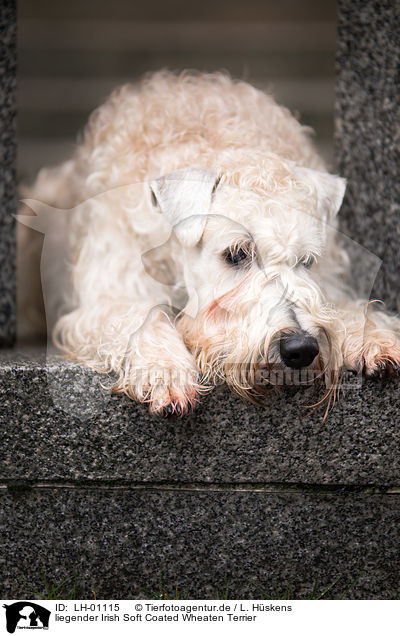 liegender Irish Soft Coated Wheaten Terrier / LH-01115