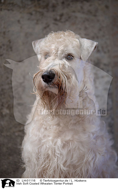 Irish Soft Coated Wheaten Terrier Portrait / LH-01116