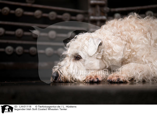 liegender Irish Soft Coated Wheaten Terrier / lying Irish Soft Coated Wheaten Terrier / LH-01118
