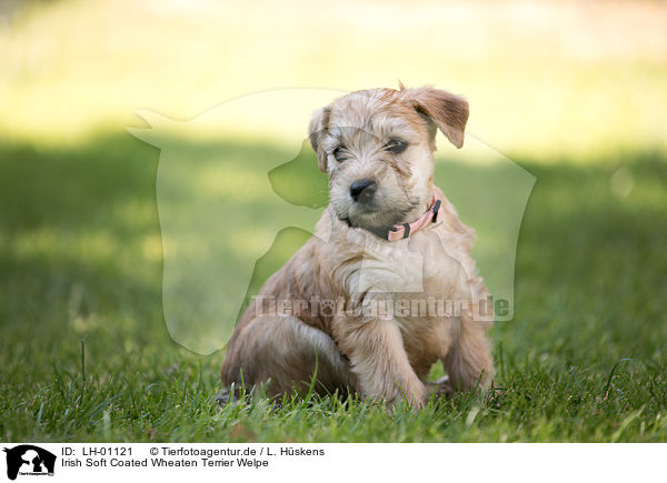 Irish Soft Coated Wheaten Terrier Welpe / LH-01121