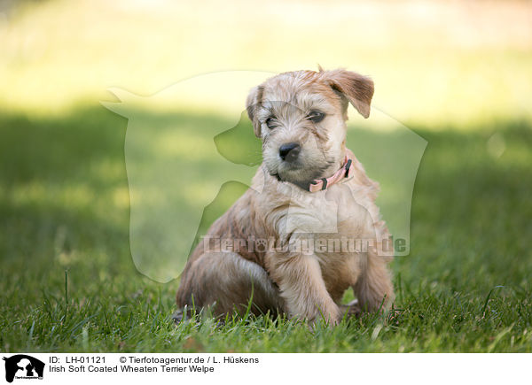 Irish Soft Coated Wheaten Terrier Welpe / Irish Soft Coated Wheaten Terrier Puppy / LH-01121