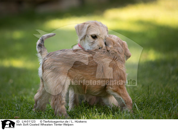 Irish Soft Coated Wheaten Terrier Welpen / Irish Soft Coated Wheaten Terrier Puppies / LH-01123