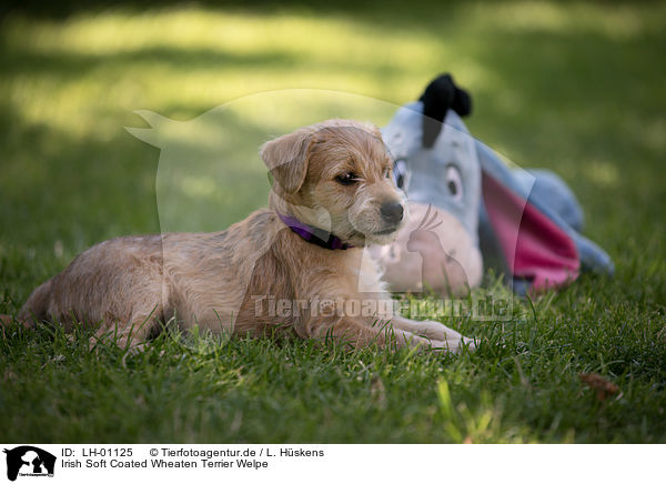 Irish Soft Coated Wheaten Terrier Welpe / LH-01125