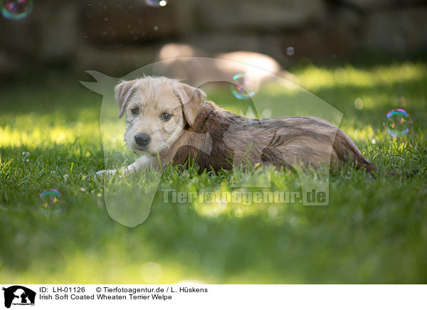 Irish Soft Coated Wheaten Terrier Welpe / LH-01126