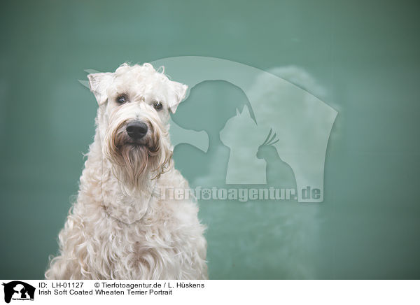 Irish Soft Coated Wheaten Terrier Portrait / LH-01127