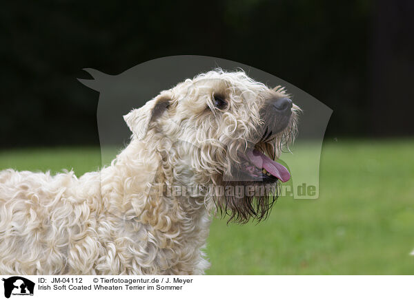 Irish Soft Coated Wheaten Terrier im Sommer / JM-04112