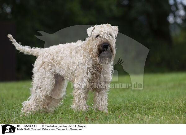 Irish Soft Coated Wheaten Terrier im Sommer / JM-04115