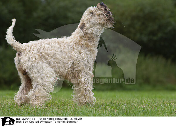 Irish Soft Coated Wheaten Terrier im Sommer / JM-04118