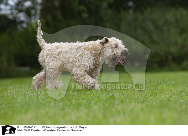 Irish Soft Coated Wheaten Terrier im Sommer / JM-04120