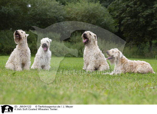 4 Irish Soft Coated Wheaten Terrier / JM-04122