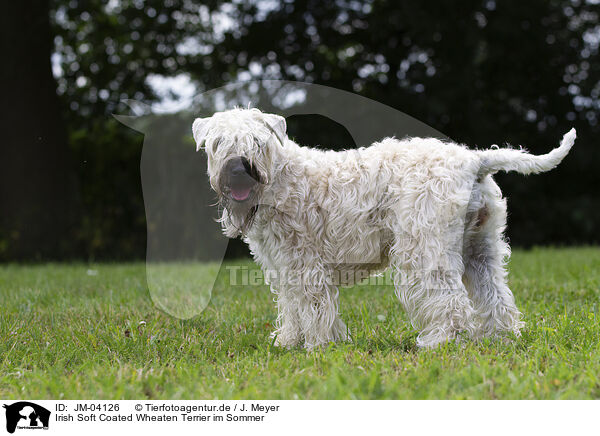 Irish Soft Coated Wheaten Terrier im Sommer / JM-04126