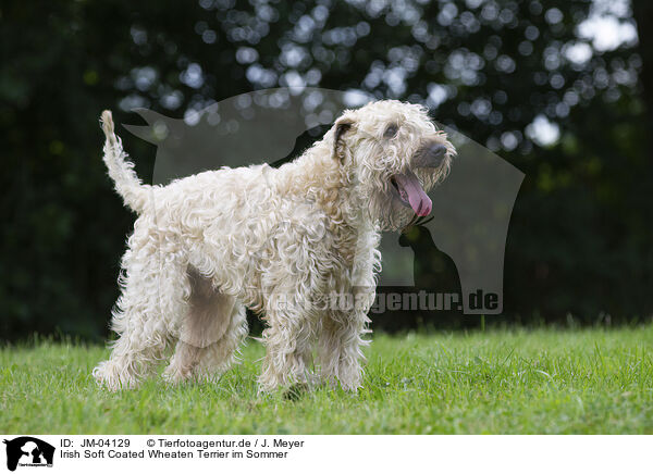 Irish Soft Coated Wheaten Terrier im Sommer / JM-04129