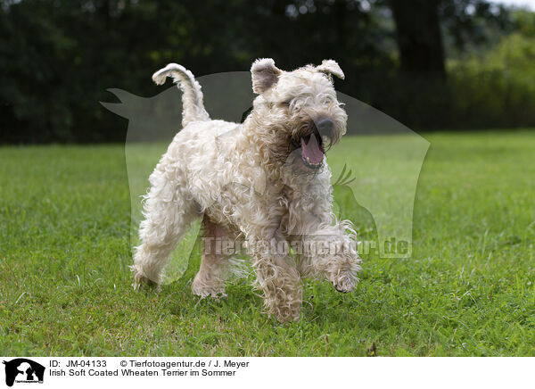 Irish Soft Coated Wheaten Terrier im Sommer / JM-04133