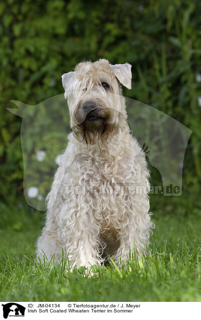 Irish Soft Coated Wheaten Terrier im Sommer / JM-04134