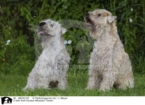 2 Irish Soft Coated Wheaten Terrier / JM-04135