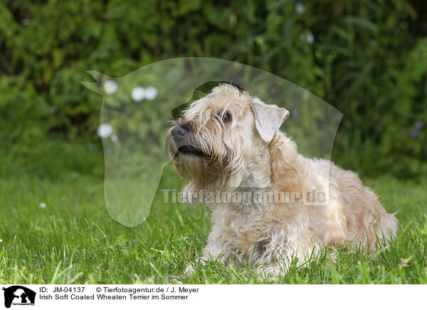 Irish Soft Coated Wheaten Terrier im Sommer / JM-04137