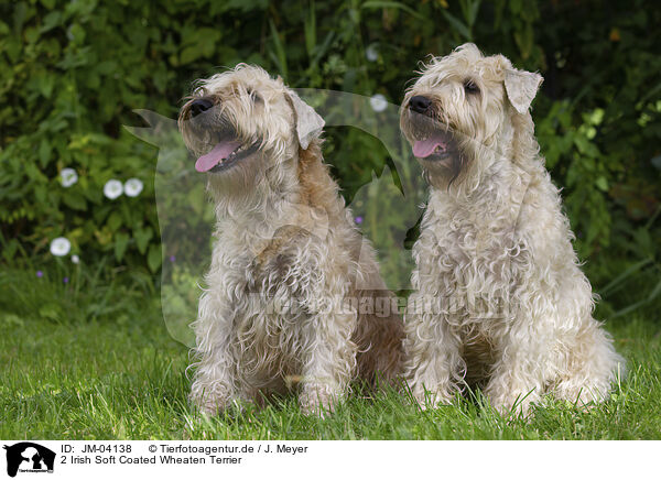 2 Irish Soft Coated Wheaten Terrier / 2 Irish Soft Coated Wheaten Terrier / JM-04138