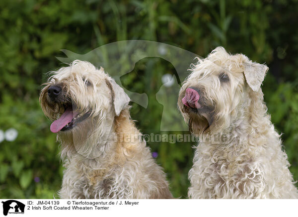 2 Irish Soft Coated Wheaten Terrier / 2 Irish Soft Coated Wheaten Terrier / JM-04139