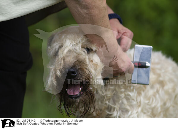 Irish Soft Coated Wheaten Terrier im Sommer / JM-04140