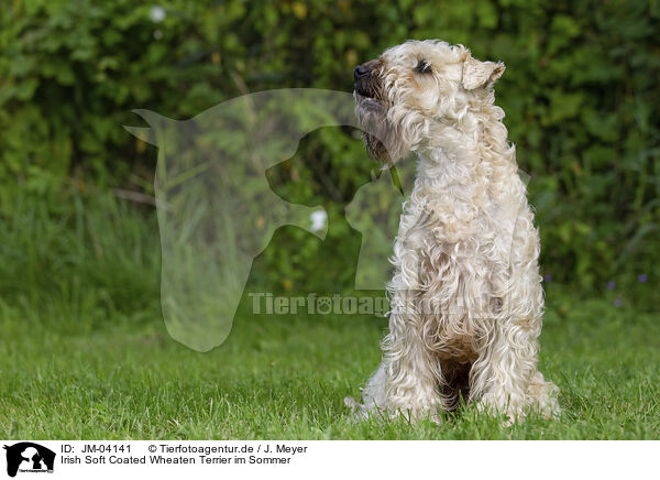 Irish Soft Coated Wheaten Terrier im Sommer / JM-04141