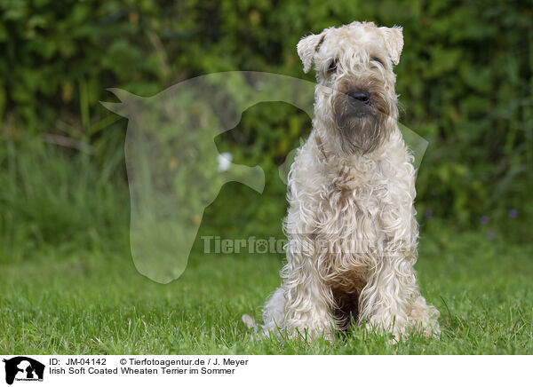 Irish Soft Coated Wheaten Terrier im Sommer / JM-04142