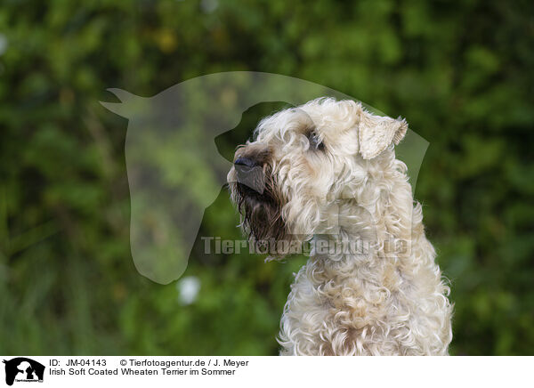 Irish Soft Coated Wheaten Terrier im Sommer / JM-04143