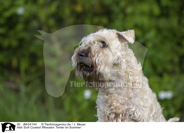Irish Soft Coated Wheaten Terrier im Sommer / JM-04144