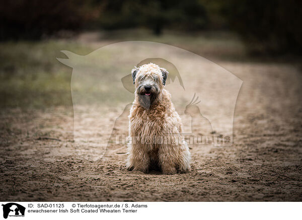 erwachsener Irish Soft Coated Wheaten Terrier / SAD-01125