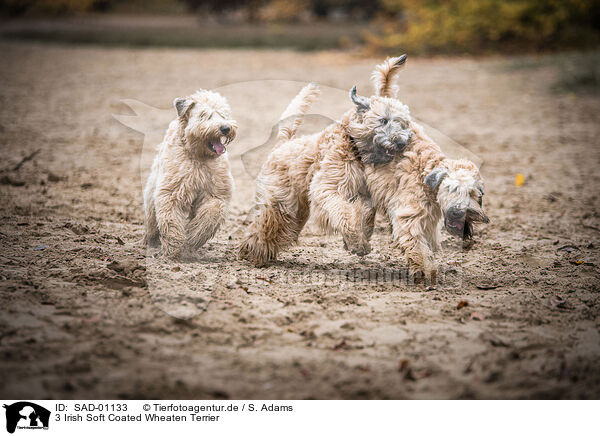 3 Irish Soft Coated Wheaten Terrier / 3 Irish Soft Coated Wheaten Terrier / SAD-01133