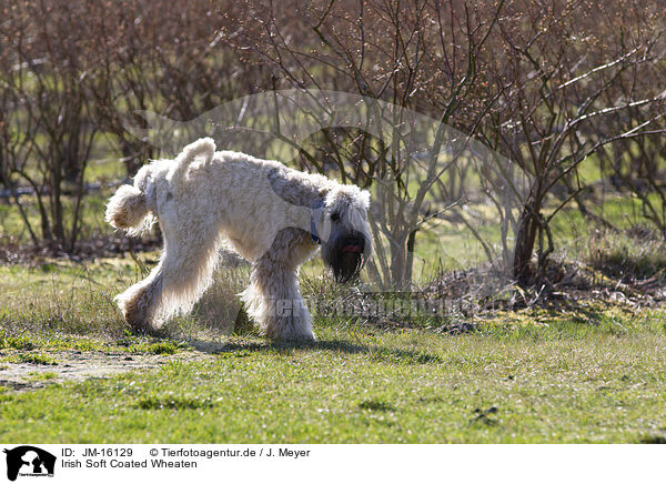 Irish Soft Coated Wheaten / Irish Soft Coated Wheaten / JM-16129