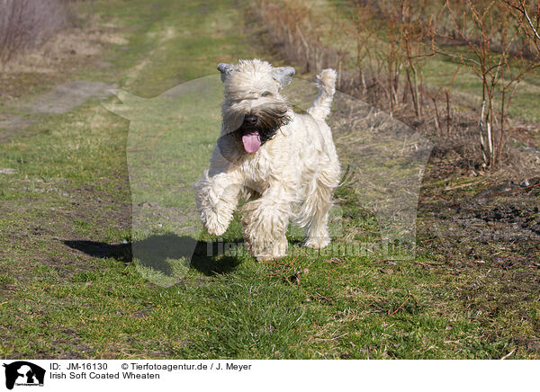Irish Soft Coated Wheaten / Irish Soft Coated Wheaten / JM-16130