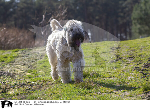 Irish Soft Coated Wheaten / Irish Soft Coated Wheaten / JM-16135