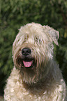 Irish Soft Coated Wheaten Terrier Portrait