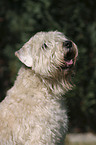 Irish Soft Coated Wheaten Terrier Portrait