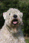 Irish Soft Coated Wheaten Terrier Portrait