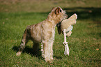 Irish Soft Coated Wheaten Terrier