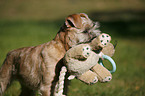 Irish Soft Coated Wheaten Terrier