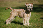 Irish Soft Coated Wheaten Terrier