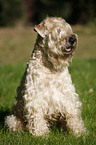 Irish Soft Coated Wheaten Terrier