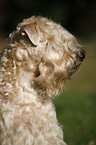 Irish Soft Coated Wheaten Terrier Portrait