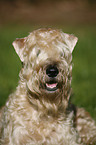 Irish Soft Coated Wheaten Terrier Portrait