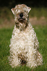 Irish Soft Coated Wheaten Terrier